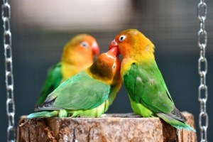 TLC-Babe-Blogshop-Loving-birds