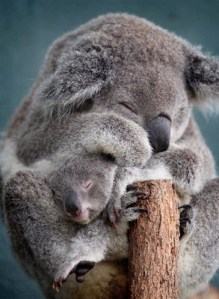 TLC-Babe-Blogshop-Koala-bear